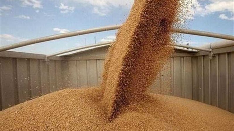 توريد 263 طن قمح