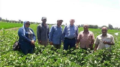 الإرشاد الزراعي بالبحيرة ينظم ندوات إرشادية لمزارعي القطن