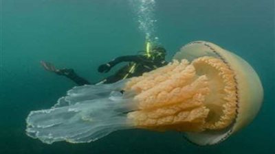 بحجم إنسان.. العثور على قنديل بحر عملاق.. (صورة)