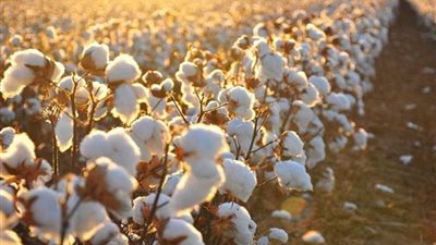 الحكومة تشتري القطن من فلاحين بني سويف والفيوم بالمزاد