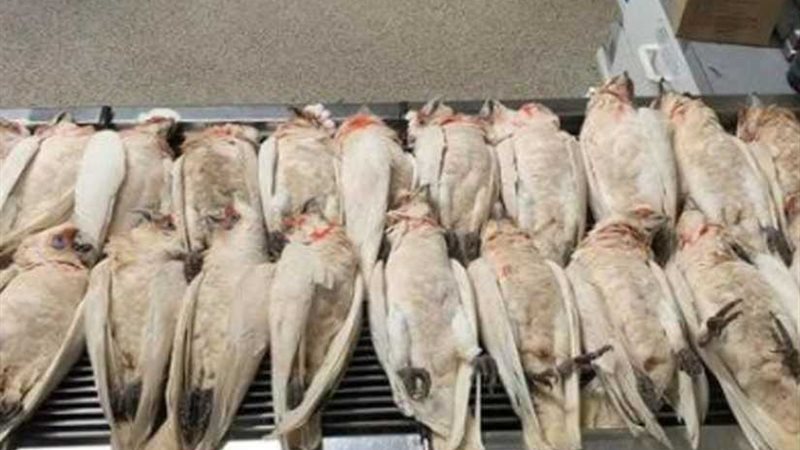 سقوط عشرات الحمام