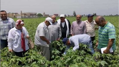 ندوات إرشادية للمزارعين بالبحيرة لزيادة إنتاج محصول القطن