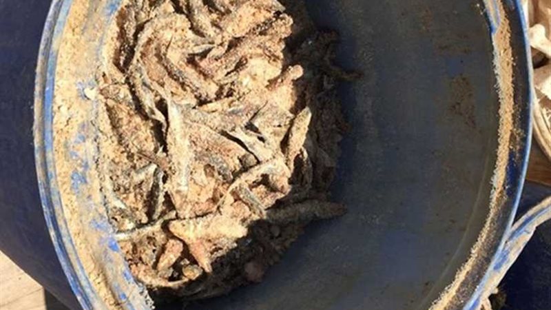 إعدام 780 كيلو سردين