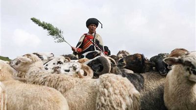 مهرجان للأغنام بإحدى مقاطعات الصين