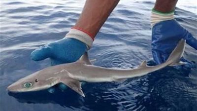 باحثون يكتشفون نوع جديد من أسماك القرش