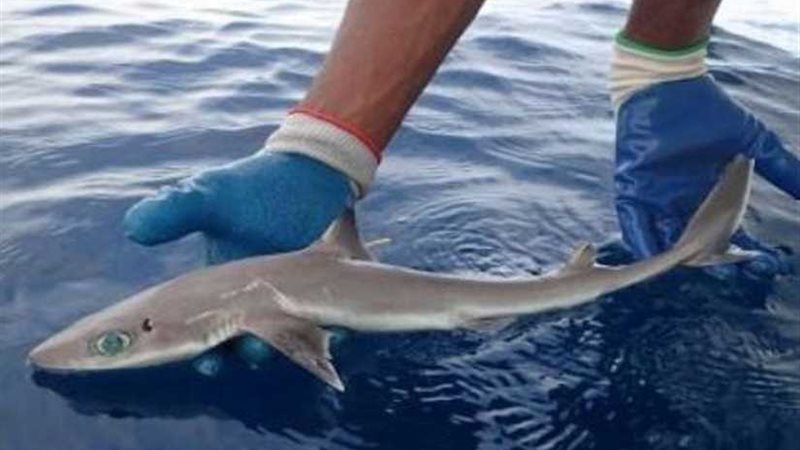 باحثون يكتشفون نوع