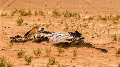 دراسة: تغير المناخ يهدد بانقراض جماعي للحيوانات