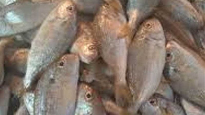 ضبط 3 أطنان أسماك