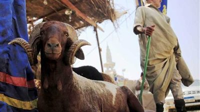 ١٣ نصيحة لشراء الأضاحي