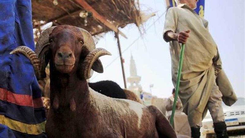 ١٣ نصيحة لشراء الأضاحي