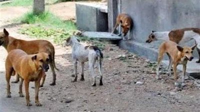 كلب يعقر 12 شخصًا بينهم 10 أطفال بالقيس ببنى مزار شمال المنيا