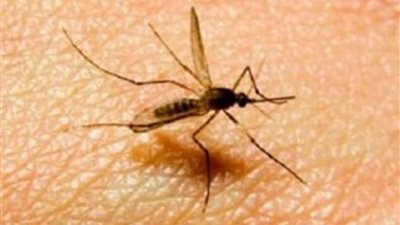 علماء صينيون يطورون طريقة جديدة للسيطرة على البعوض