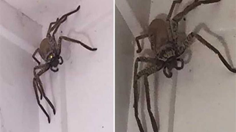 جريمة على سقف منزل