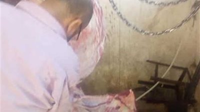 بيطري أبوتيج يعدم عجلا بقريا مُصابا بالديدان الشريطية