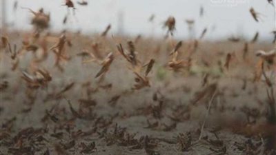 السعودية تكافح الجراد في 4 مناطق