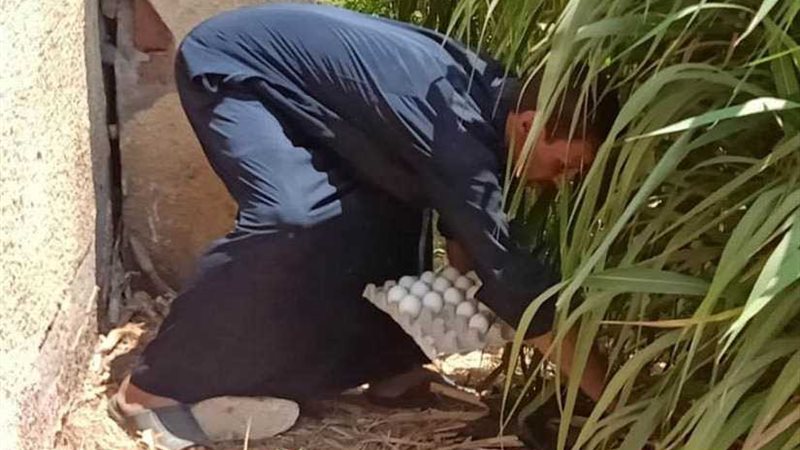 كمائن ”البيض السام“