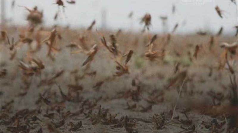 السعودية تكافح الجراد
