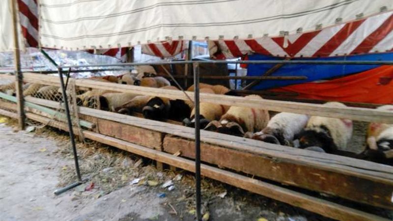 36 شادر لبيع اللحوم