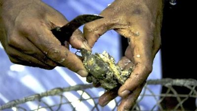 البورشيد يفوز بكأس 