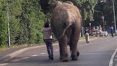 فيل يدهس شاب في بتسوانا