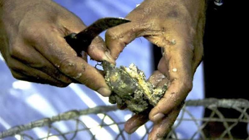 البورشيد يفوز بكأس