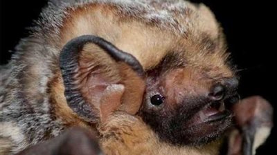 الخفافيش المسعورة تهاجم سائحاً في أوريجون