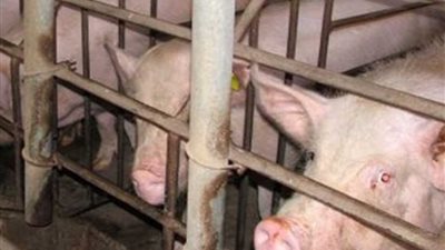 تسجيل حالة إصابة جديدة بحمى الخنازير الأفريقية جنوبي الصين