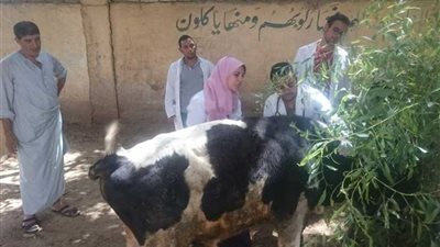 112 رأس ماشية للقرى الأكثر احتياجا بالمنيا في العيد