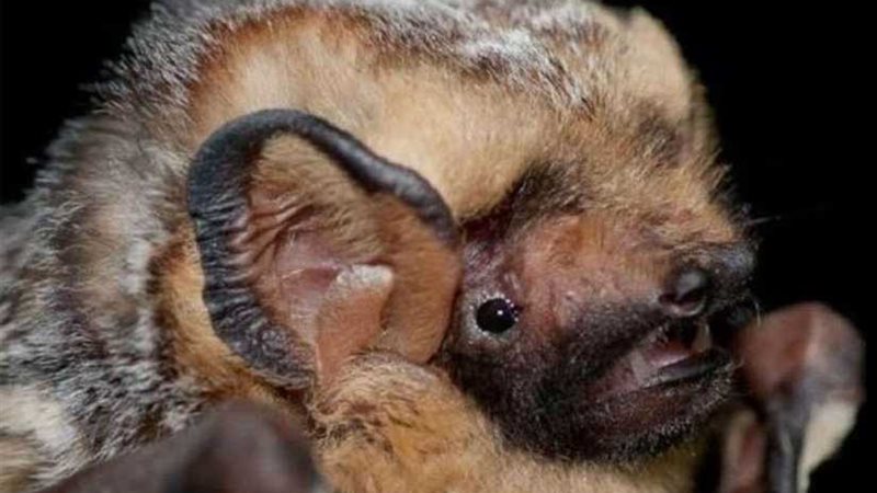 الخفافيش المسعورة