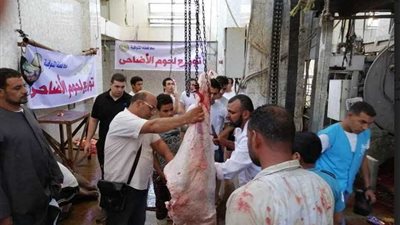 توزيع لحوم 25 عجل أضاحي على الأسر بـ”المنوفية“