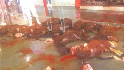 ذبح 425 أضحية خلال عيد الأضحى بالمجازر الحكومية بالقليوبية