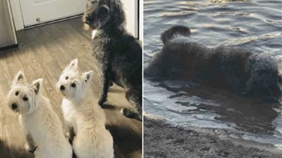 الطحالب تقتل 3 كلاب (صور)