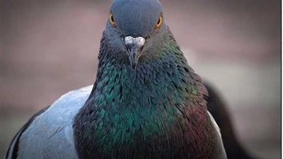 السكة الحديد تدفع 28 ألف جنيه تعويضاً لراكب انزلق على 