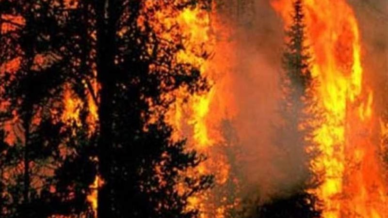 حرائق غابات جزر الكناري