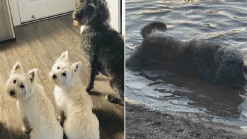 الطحالب تقتل 3 كلاب