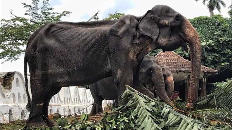 يتضورون جوعاً في