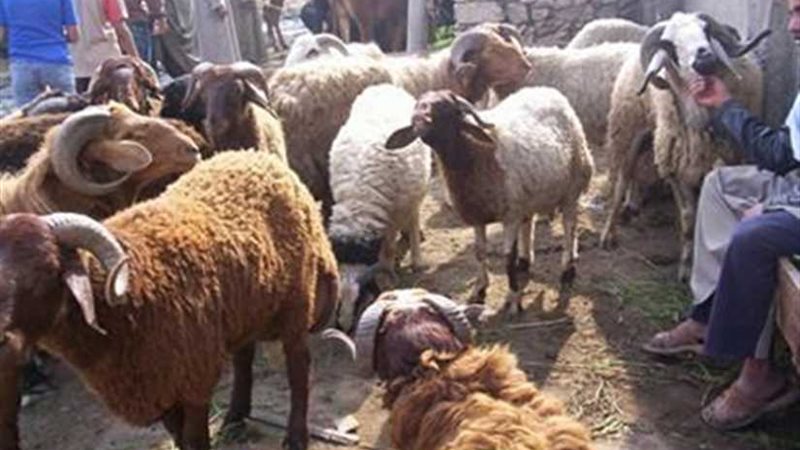 ذبح 374 أضحية بمجازر