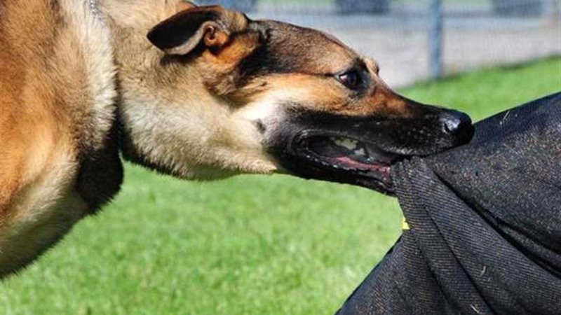 جريمة بشعة.. عاطل