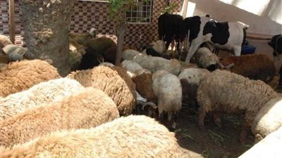 ذبح 916 ذبيحة خلال عيد الأضحى بالدقهلية