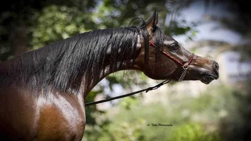 محطة الزهراء لتربية