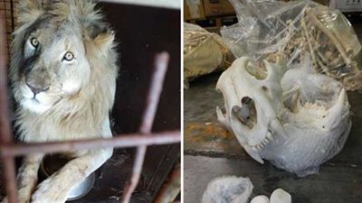 تجارة عظام الأسد تعرضها للانقراض.. (صور)