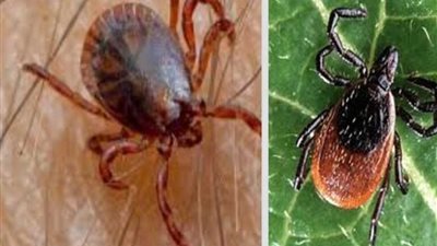 للمرة الثانية ..ظهور حشرة القراد بـ