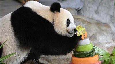 أول احتفال بعيد ميلاد باندا عملاقة في مقاطعة هاينان الجزرية بالصين