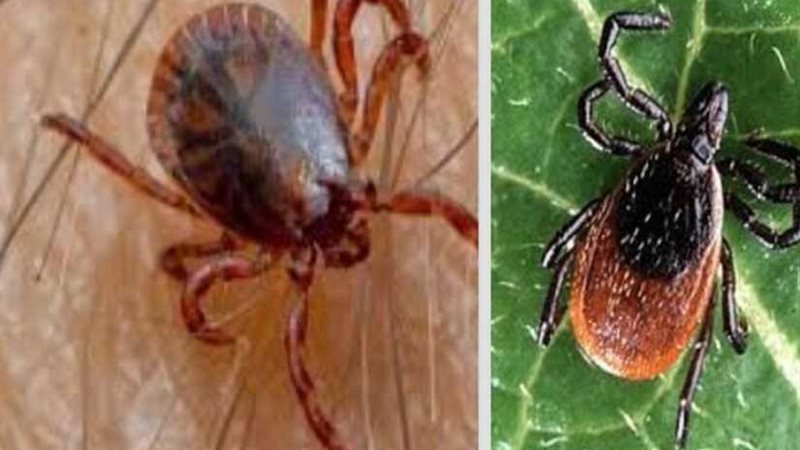 للمرة الثانية ..ظهور