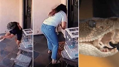 صراع حواء والأفعى (فيديو وصور)