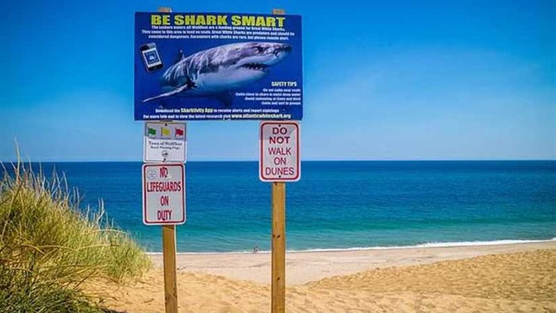 القرش الأبيض يجبر