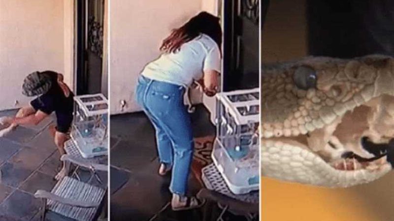 صراع حواء والأفعى