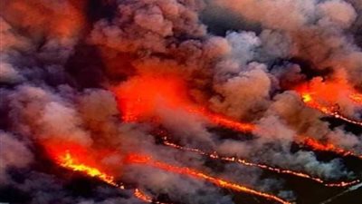 النيران تحرق حيوانات الكنجر والطيور في أستراليا.. (صور)