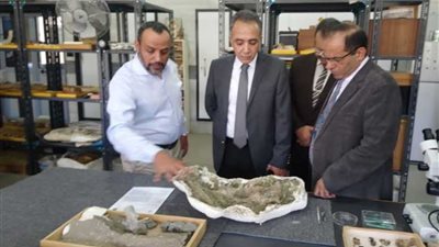 يرجع عمرها لـ 50 مليون سنة.. جامعة مصرية تكتشف حفريات جديدة