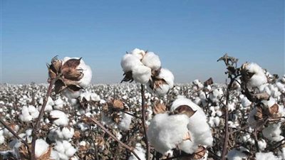 الحكومة تفوز بأول مزاد للقطن وسعر القنطار 2100
